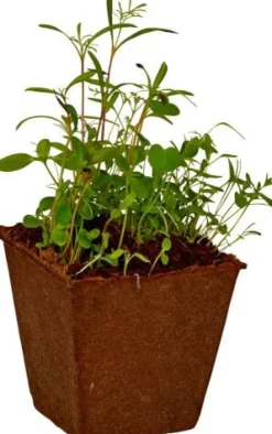 Bienen-Garten Anzucht-Set - Nature Zoom 18698 | Teddy Toys Kinderwelt