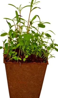 Bienen-Garten Anzucht-Set - Nature Zoom 18698 | Teddy Toys Kinderwelt