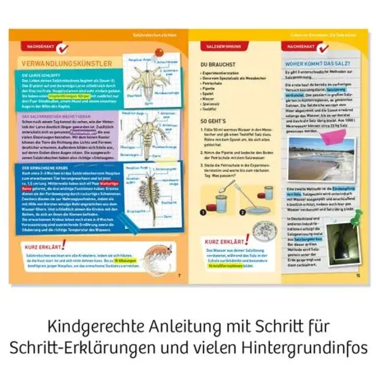 Kosmos Experimentierkasten - Salzkrebse | Teddy Toys Kinderwelt
