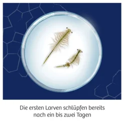 Kosmos Fun Science - Wuselnde Salzkrebse | Experimentierkästen | Experimentieren & Entdecken | Spielzeug | Teddy Toys Kinderwelt
