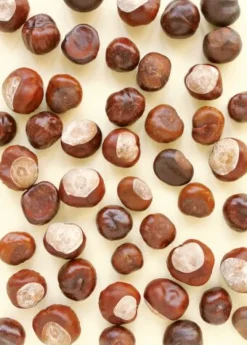 Random House - Lustige Kastanienfiguren | Teddy Toys Kinderwelt