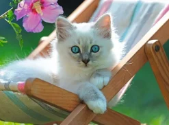 Ravensburger Kinderpuzzle 13289 - Weißes Kätzchen - 200 Teile Puz | Teddy Toys Kinderwelt