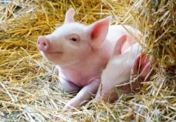 Ravensburger Kinderpuzzle - 05718 Unsere Bauernhoftiere - 2x12 Te | Teddy Toys Kinderwelt