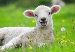 Ravensburger Kinderpuzzle - 05718 Unsere Bauernhoftiere - 2x12 Te | Teddy Toys Kinderwelt