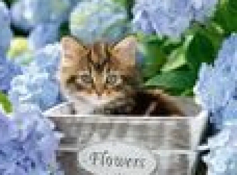 Ravensburger® Puzzle - Kleine Katze, 300 Teile | Teddy Toys Kinderwelt