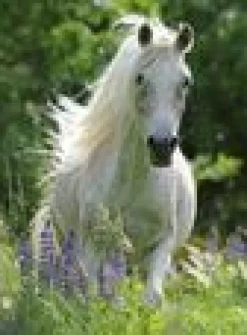 Ravensburger® Puzzle - Weiße Stute, 100 Teile | Teddy Toys Kinderwelt