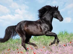 Ravensburger® Puzzle XXL - Schwarzer Hengst, 200 Teile | Teddy Toys Kinderwelt