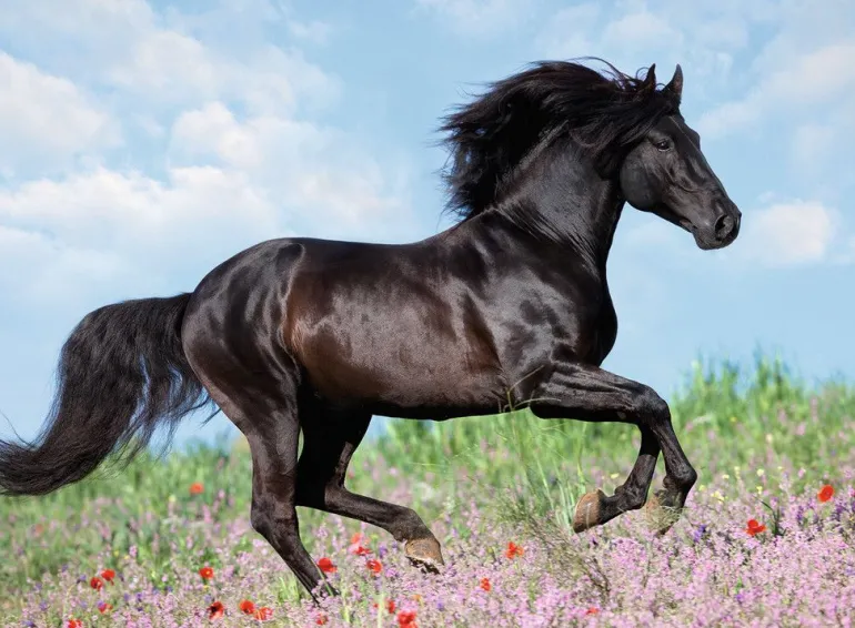 Ravensburger® Puzzle XXL - Schwarzer Hengst, 200 Teile | Teddy Toys Kinderwelt