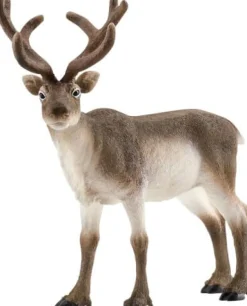 Schleich® Wild Life - Rentier | Teddy Toys Kinderwelt