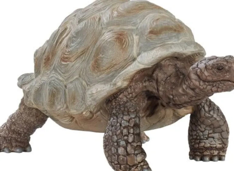 Schleich® Wild Life - Riesenschildkröte | Teddy Toys Kinderwelt