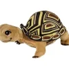 Schule der magischen Tiere Schildkröte Henrietta | Teddy Toys Kinderwelt