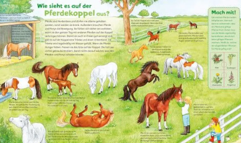 Tessloff WAS IST WAS Junior - Pferde und Ponys | Teddy Toys Kinderwelt